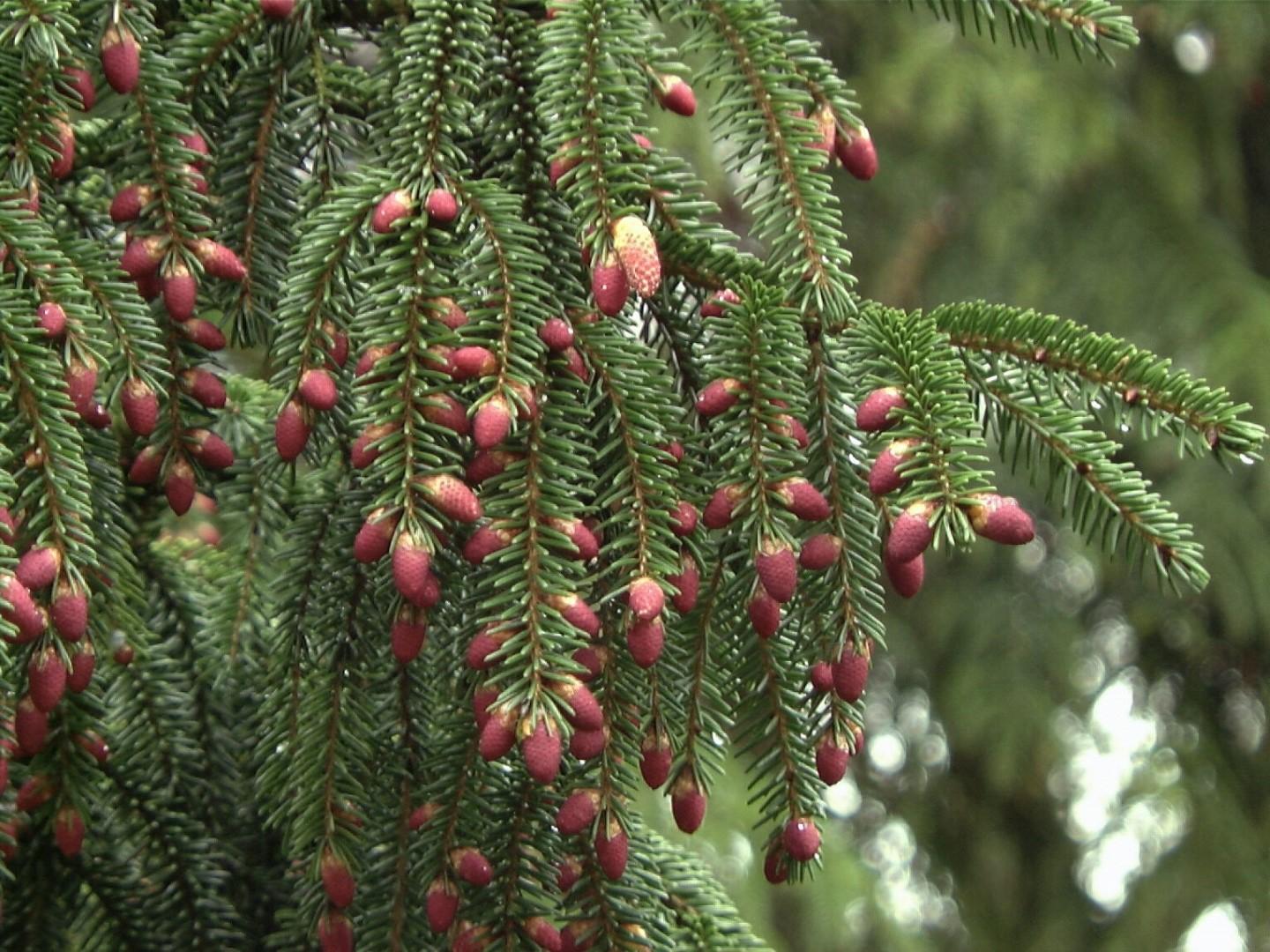 Picea Orientalis - View 4 from www redcrocus com
