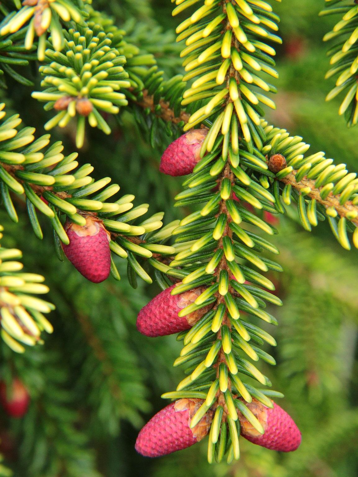 Picea Orientalis - View 7 from www redcrocus com