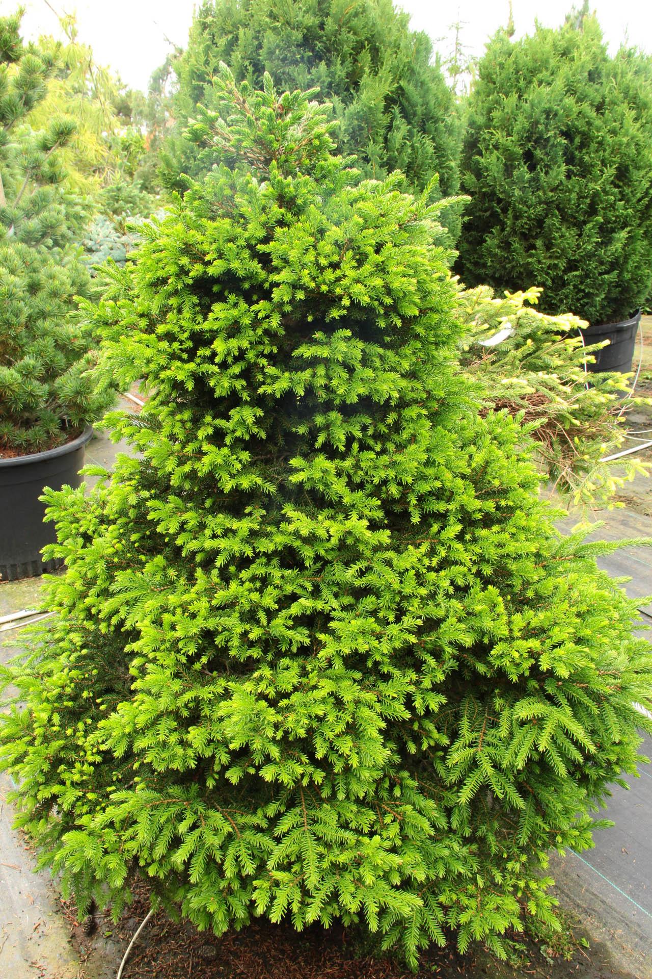Picea Orientalis - View 8 from www redcrocus com