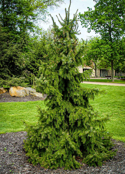 Picea Omorika Pendula - View 1 from www redcrocus com
