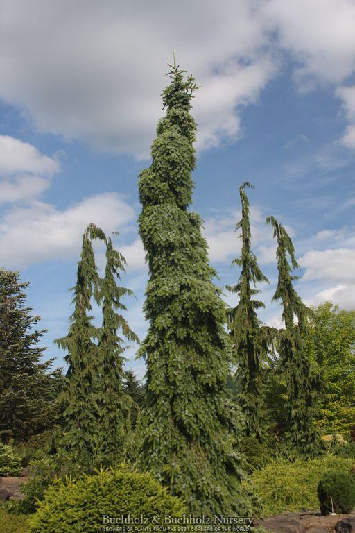 Picea Omorika 'pendula' - View 20 from www redcrocus com