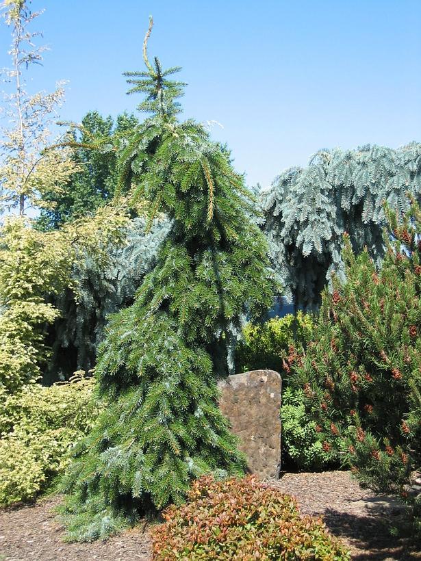 Picea Omorika 'pendula' - View 21 from www redcrocus com