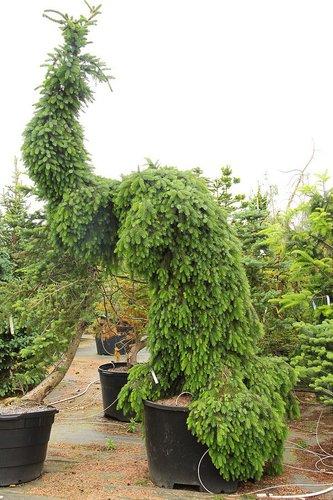 Picea Omorika 'pendula' - View 23 from www redcrocus com