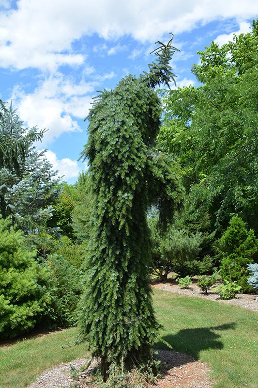 Picea Omorika 'pendula' - View 25 from www redcrocus com