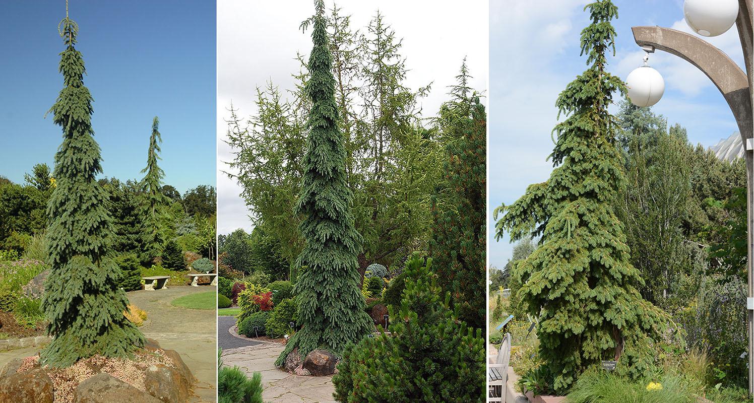 Picea Omorika 'pendula' - View 28 from www redcrocus com