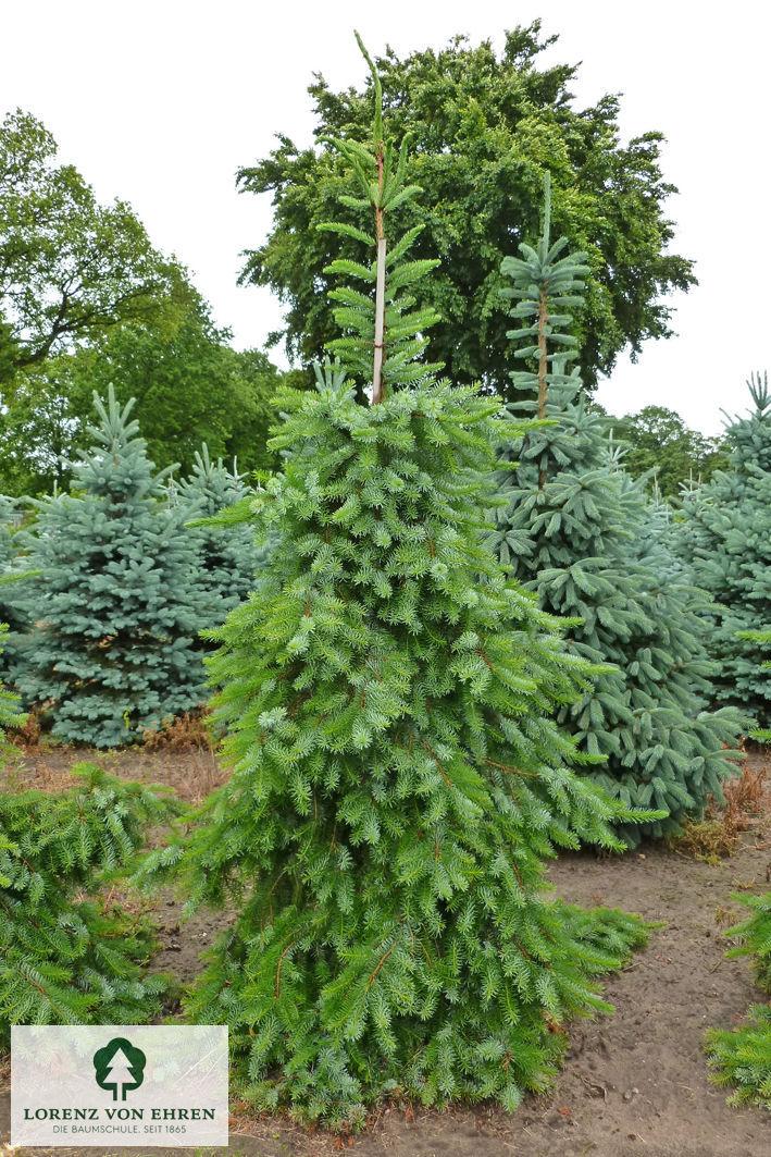 Picea Omorika 'pendula' - View 29 from www redcrocus com