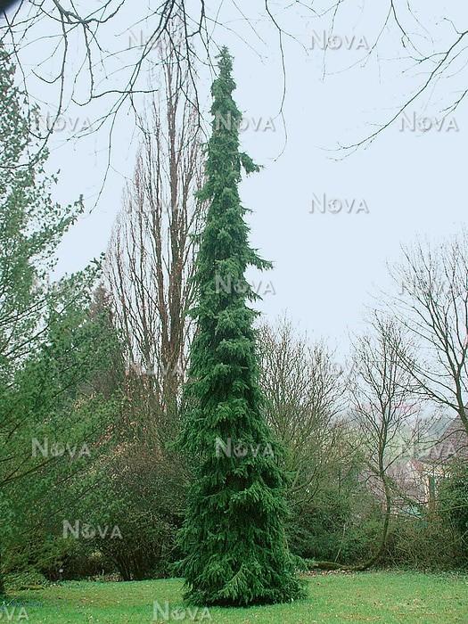 Picea Omorika 'pendula' - View 31 from www redcrocus com