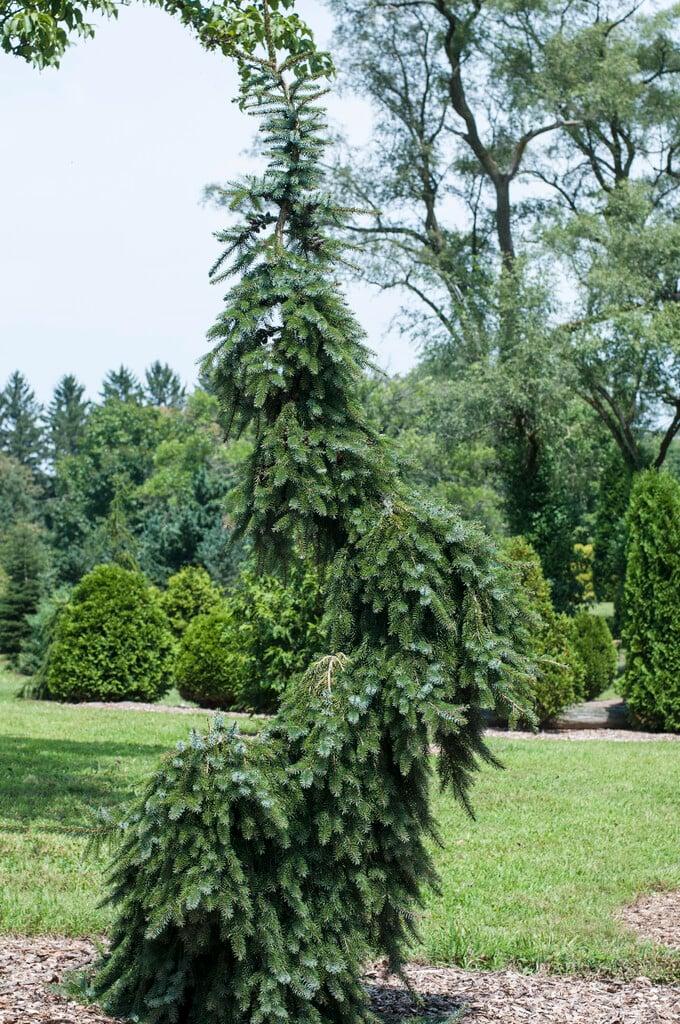 Picea Omorika 'pendula' - View 33 from www redcrocus com