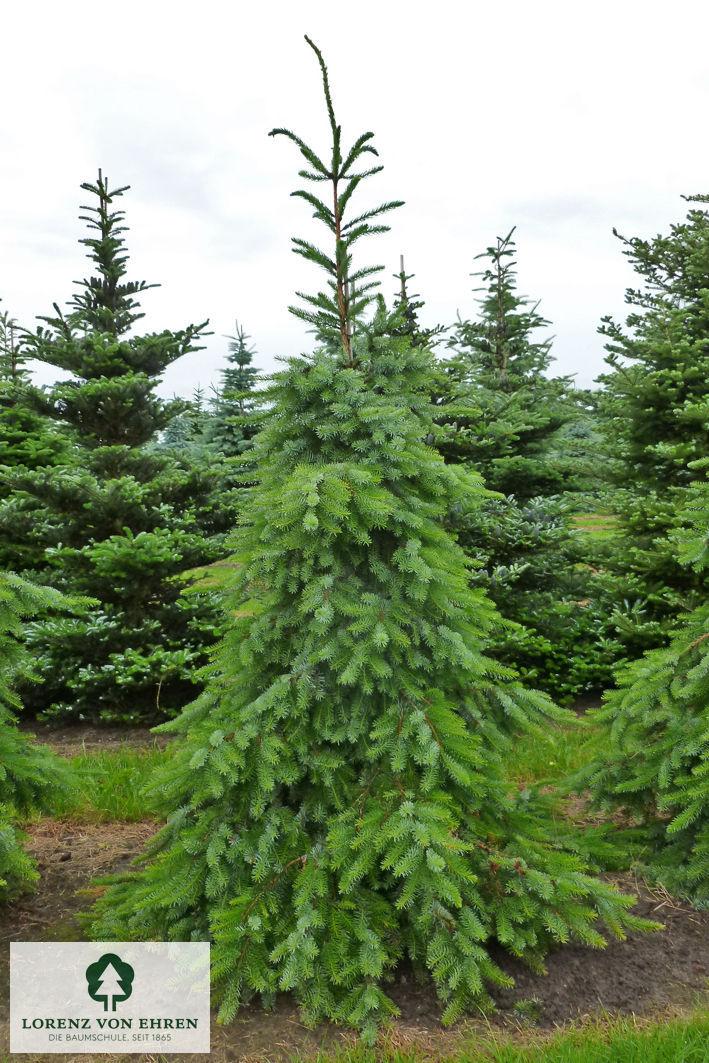Picea Omorika 'pendula' - View 34 from www redcrocus com