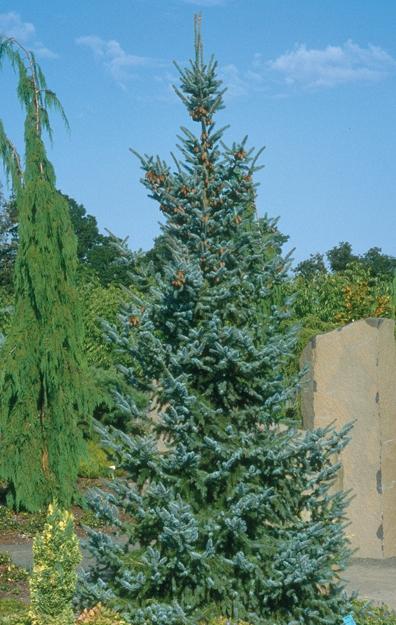 Picea Omorika 'pendula' - View 36 from www redcrocus com
