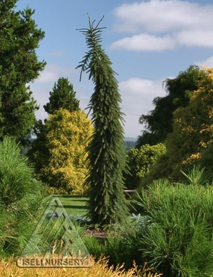 Picea Omorika 'pendula' - View 6 from www redcrocus com