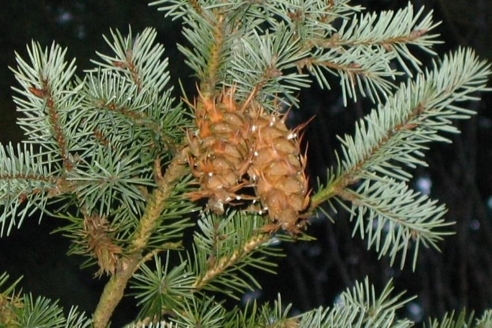Pseudotsuga Menziesii - View 16 from www redcrocus com