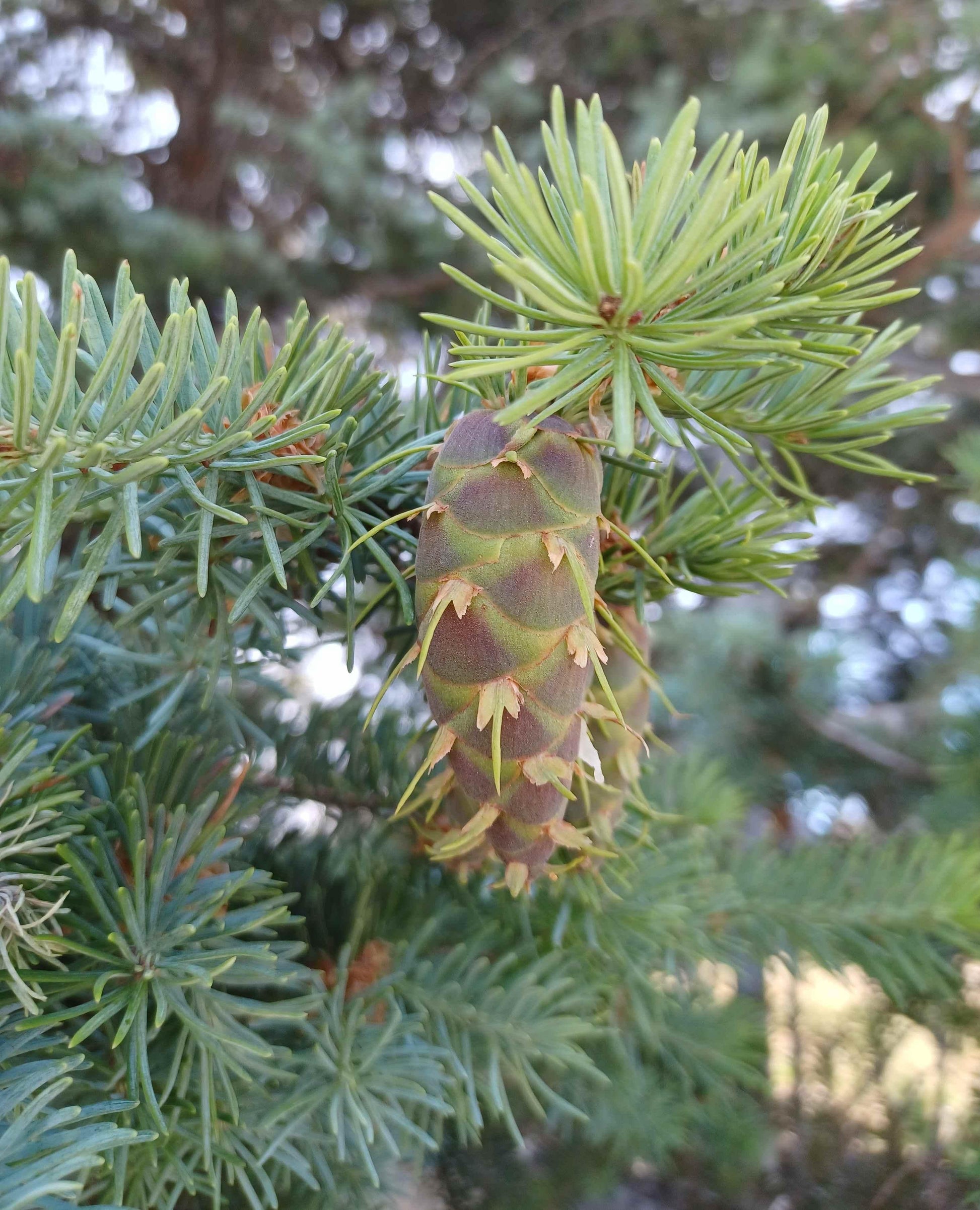 Pseudotsuga Menziesii - View 17 from www redcrocus com