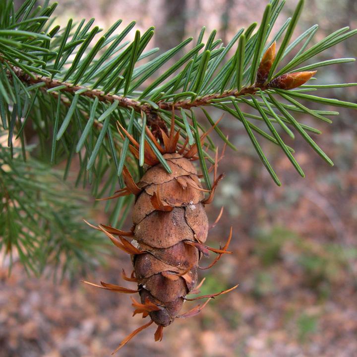 Pseudotsuga Menziesii - View 19 from www redcrocus com
