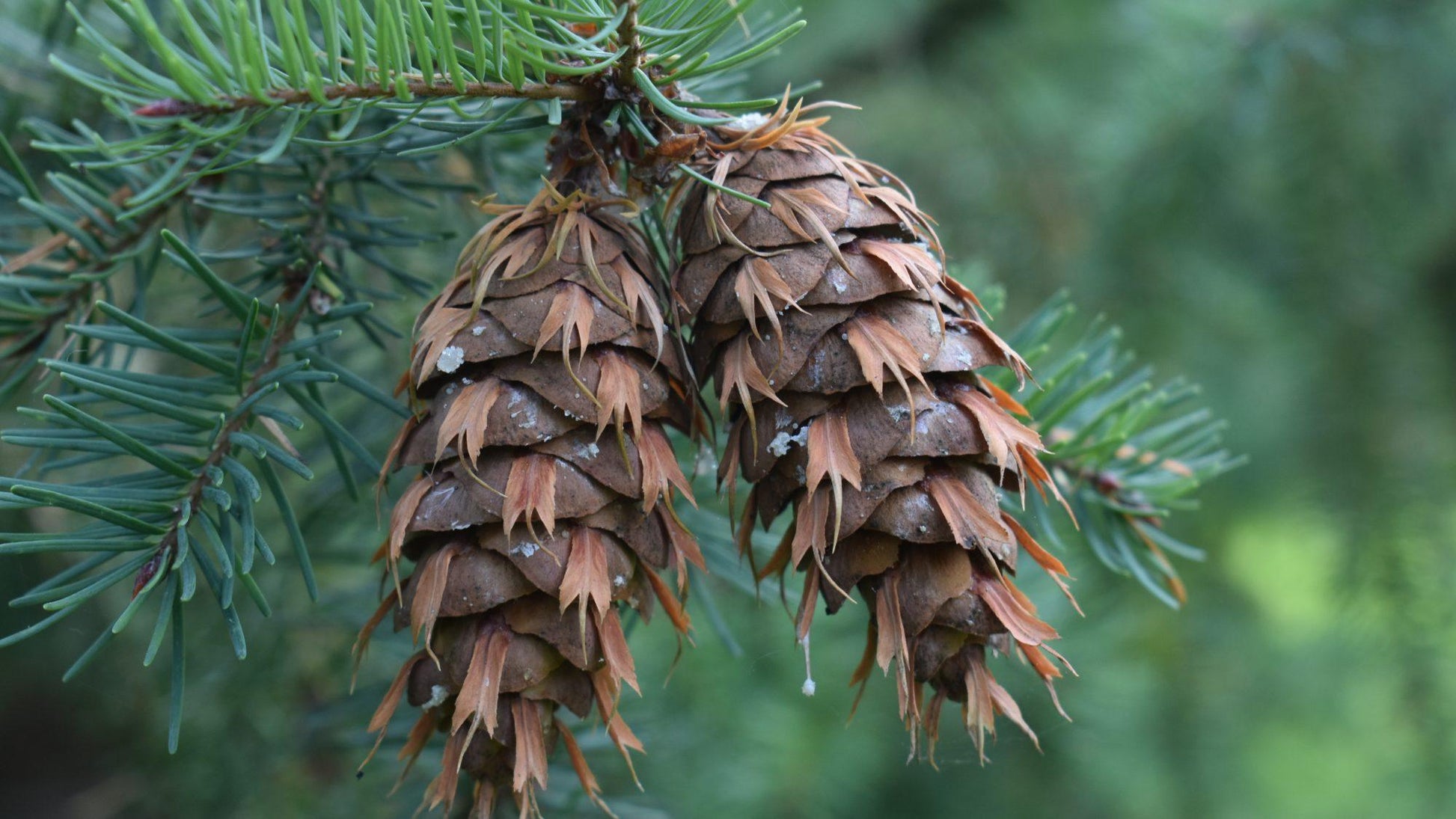 Pseudotsuga Menziesii - View 3 from www redcrocus com