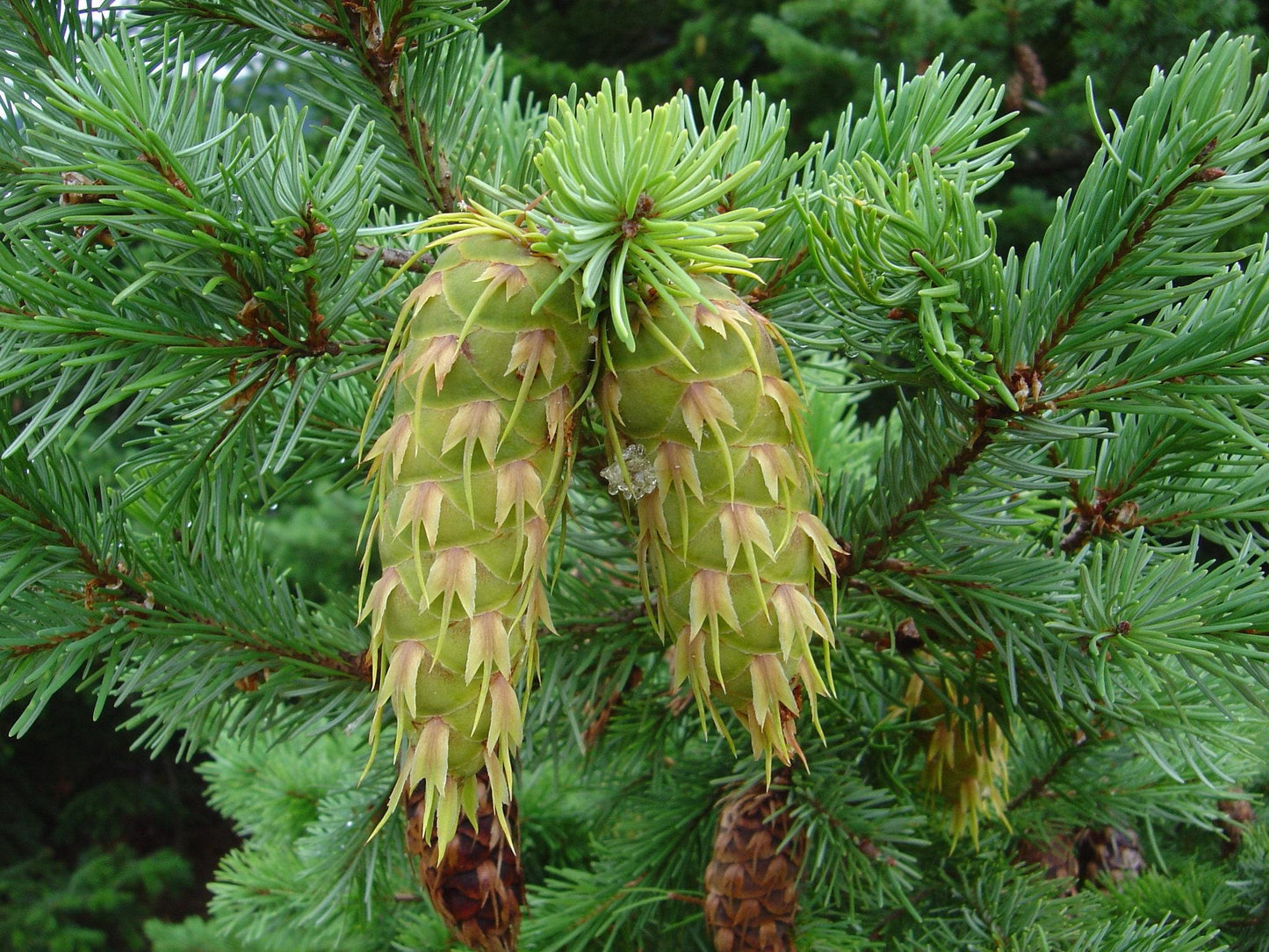 Pseudotsuga Menziesii - View 4 from www redcrocus com