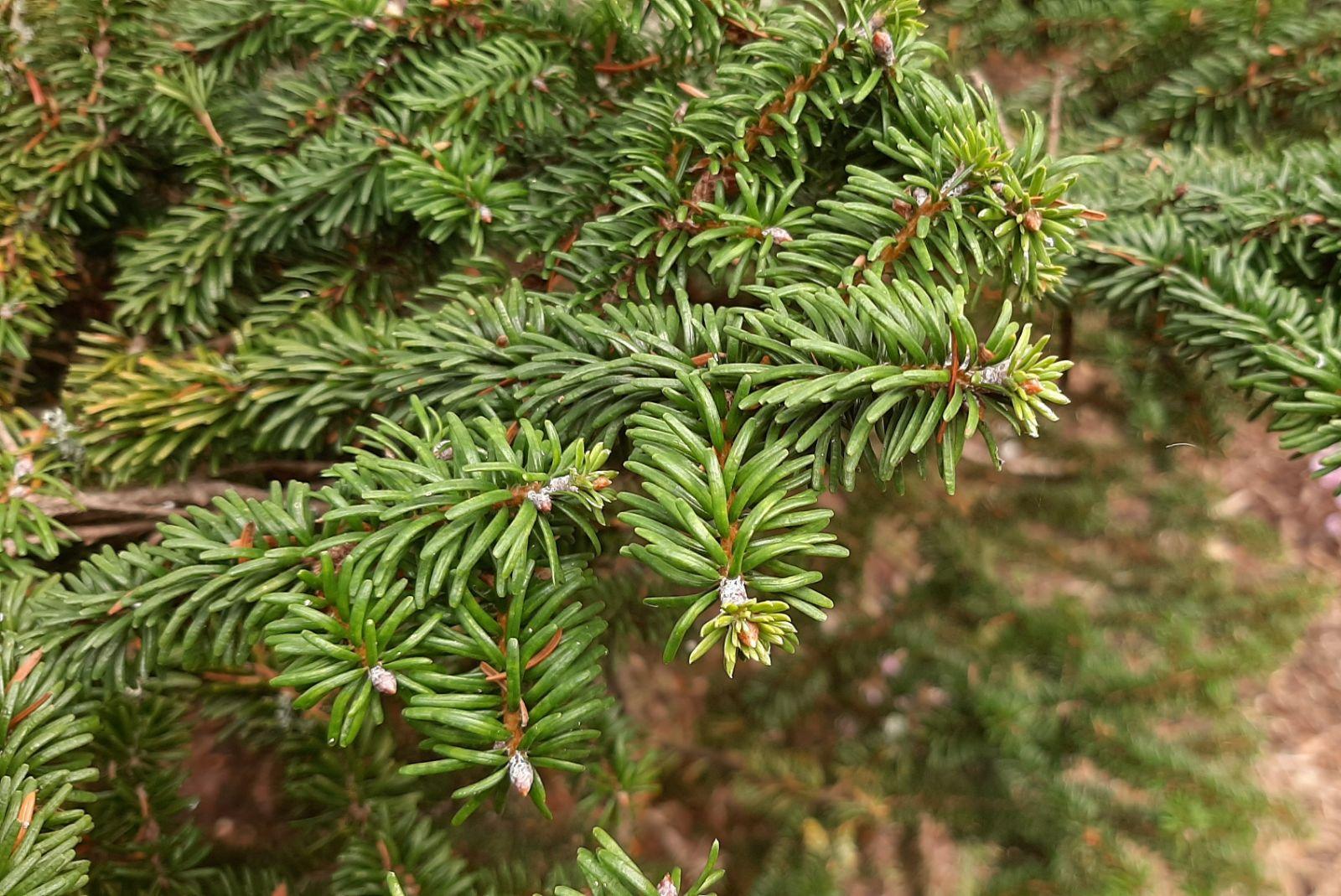 Pseudotsuga Menziesii - View 9 from www redcrocus com