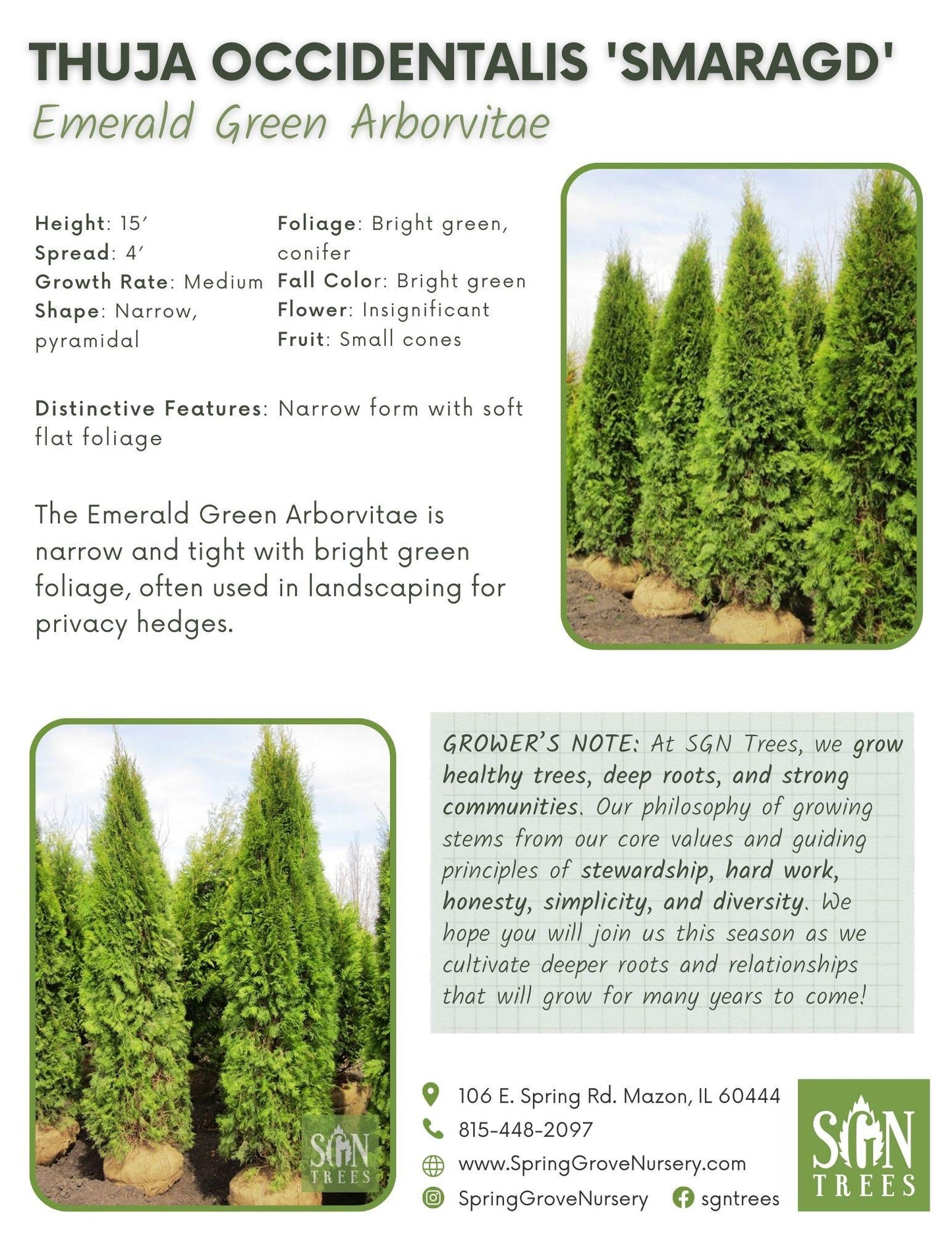 Thuja Occidentalis 'emerald Green' - View 14 from www redcrocus com