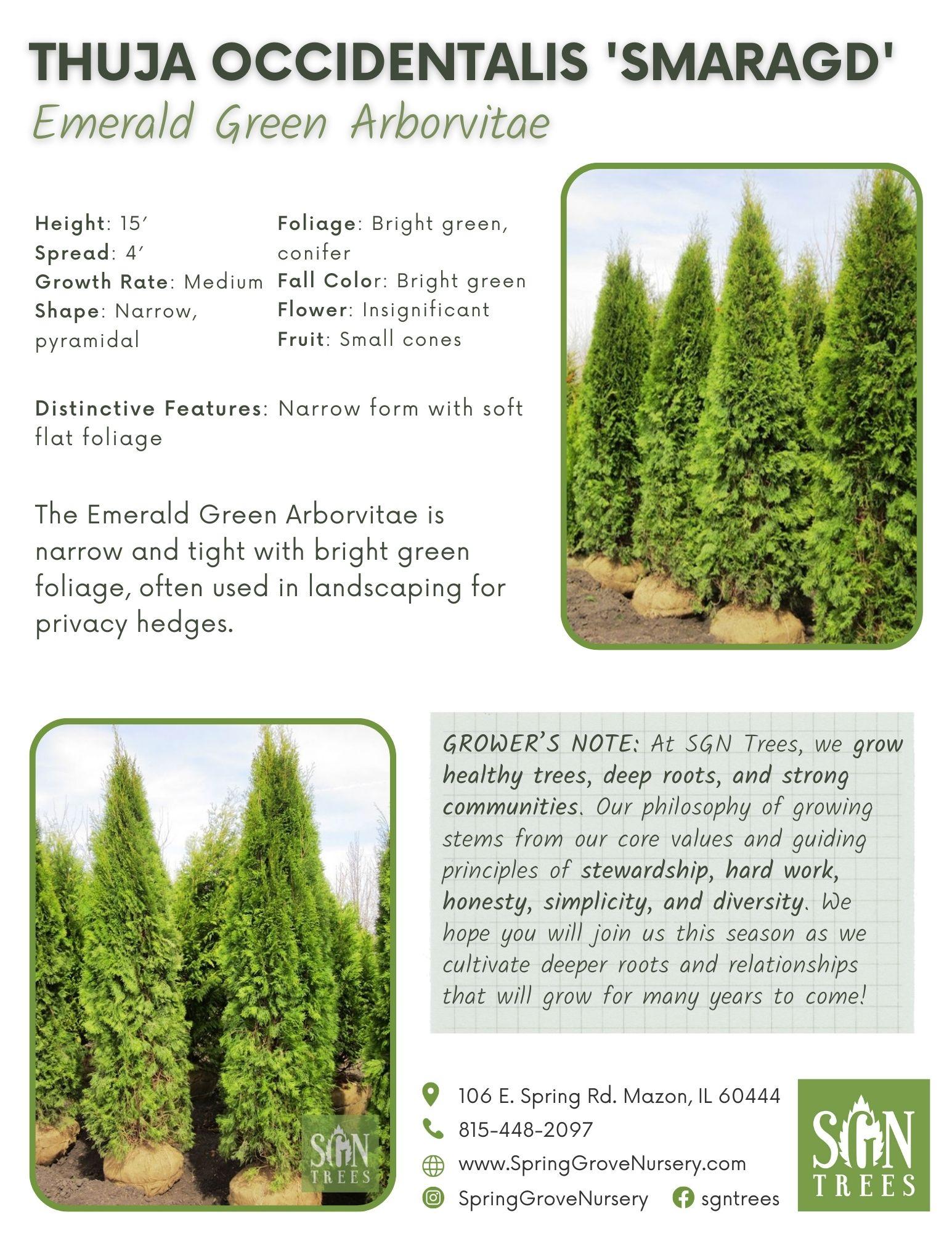 Thuja Occidentalis 'emerald Green' - View 14 from www redcrocus com