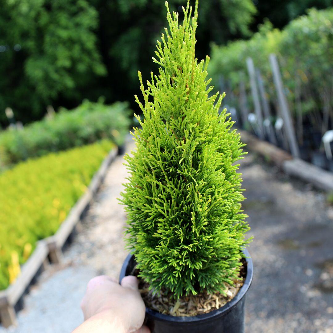 Thuja Occidentalis 'emerald Green' - View 15 from www redcrocus com