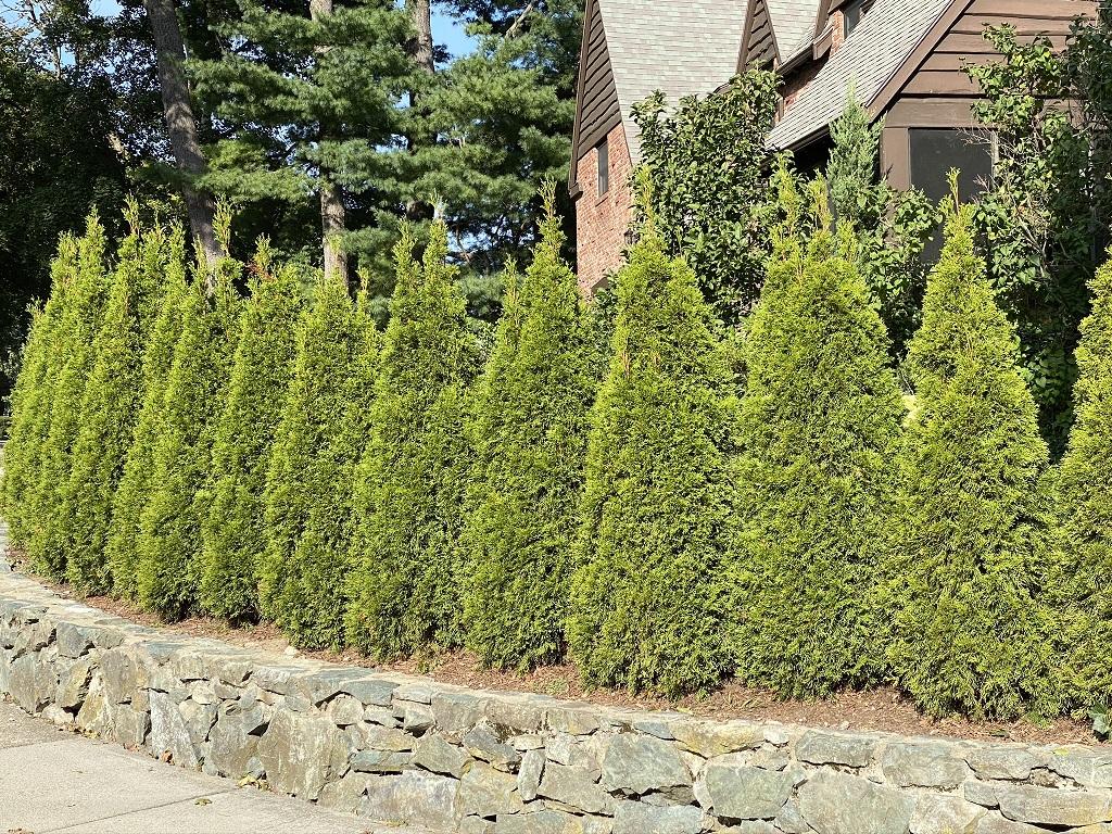 Thuja Occidentalis 'emerald Green' - View 20 from www redcrocus com