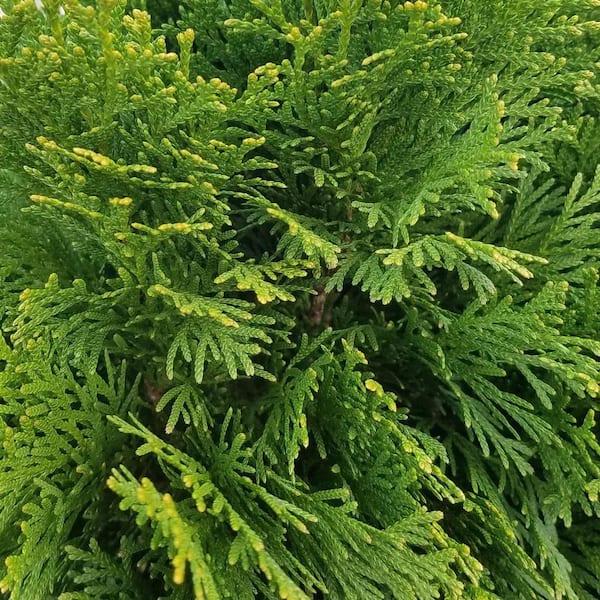 Thuja Occidentalis 'emerald Green' - View 28 from www redcrocus com