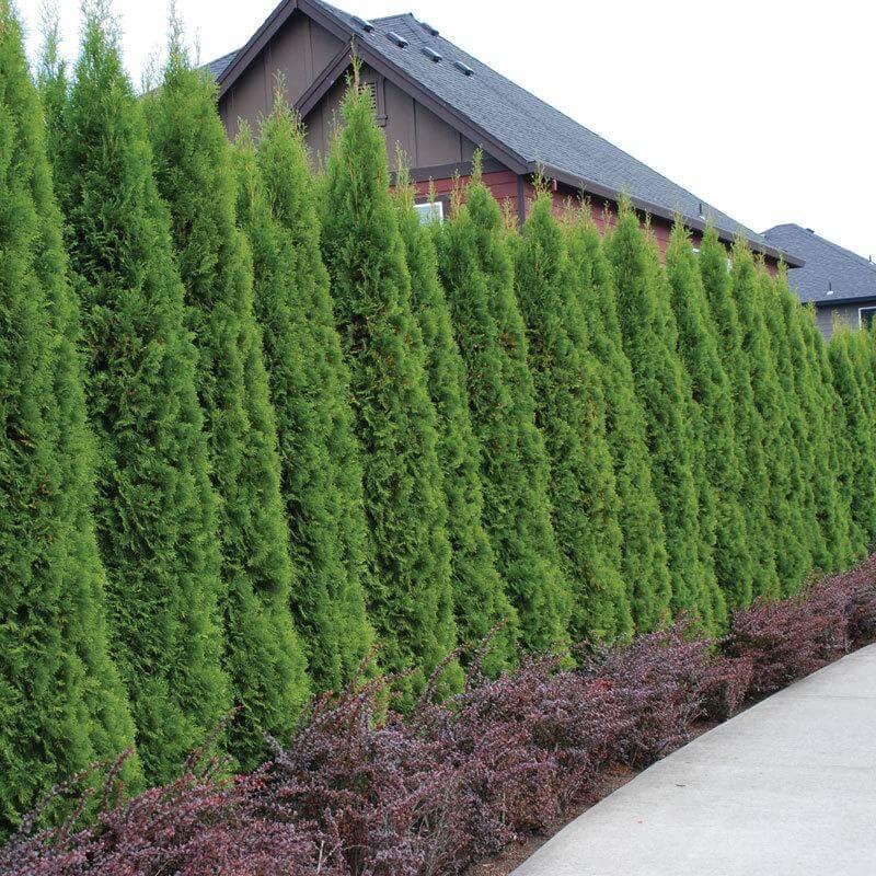 Thuja Occidentalis 'emerald Green' - View 2 from www redcrocus com