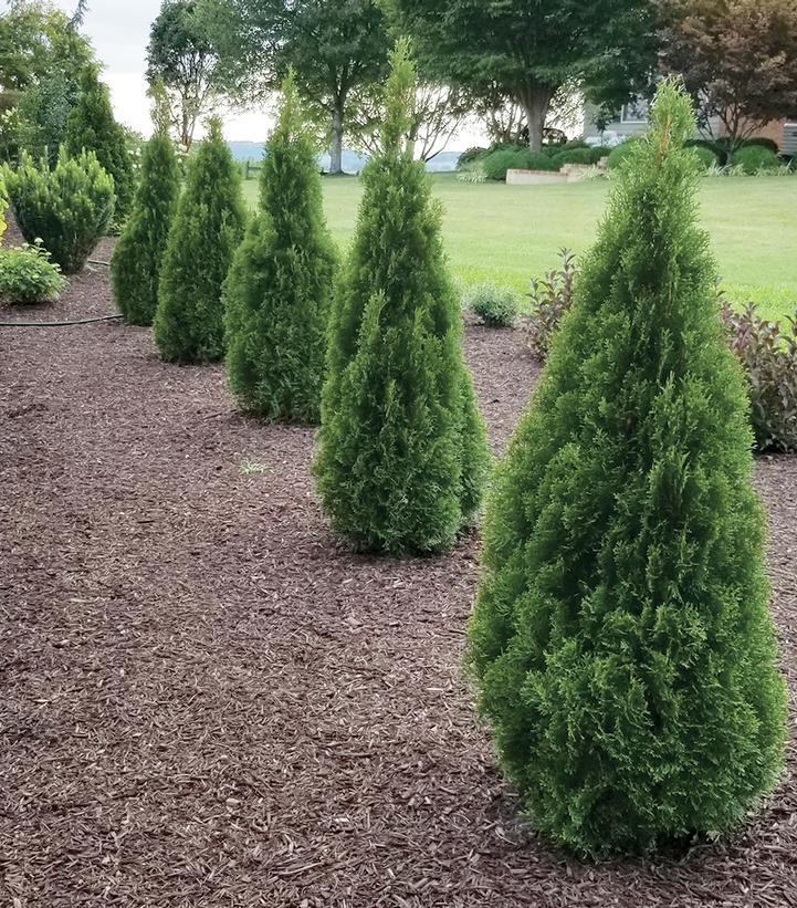 Thuja Occidentalis 'emerald Green' - View 30 from www redcrocus com