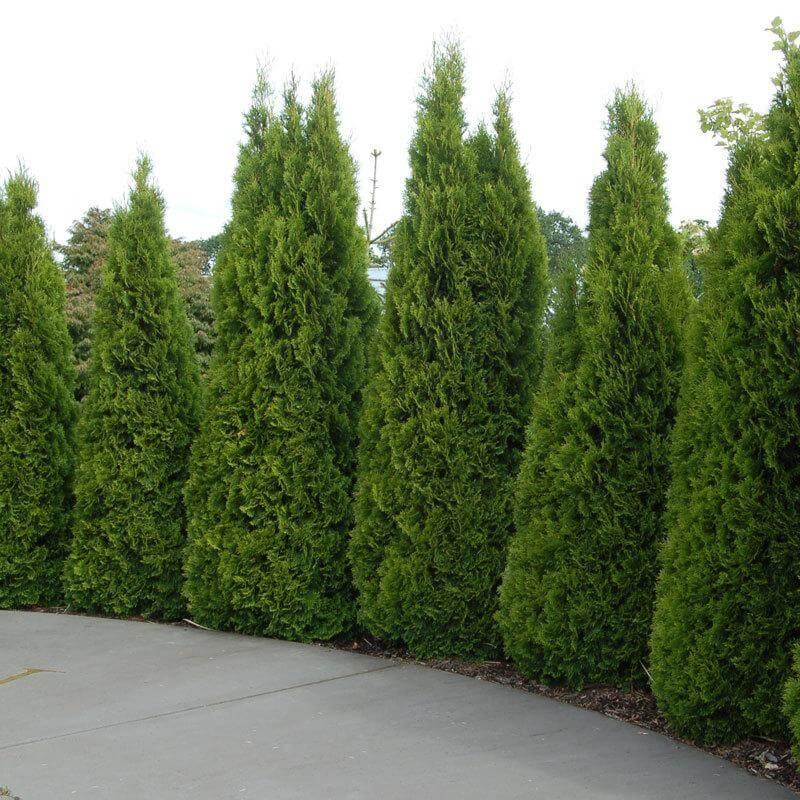 Thuja Occidentalis 'emerald Green' - View 32 from www redcrocus com