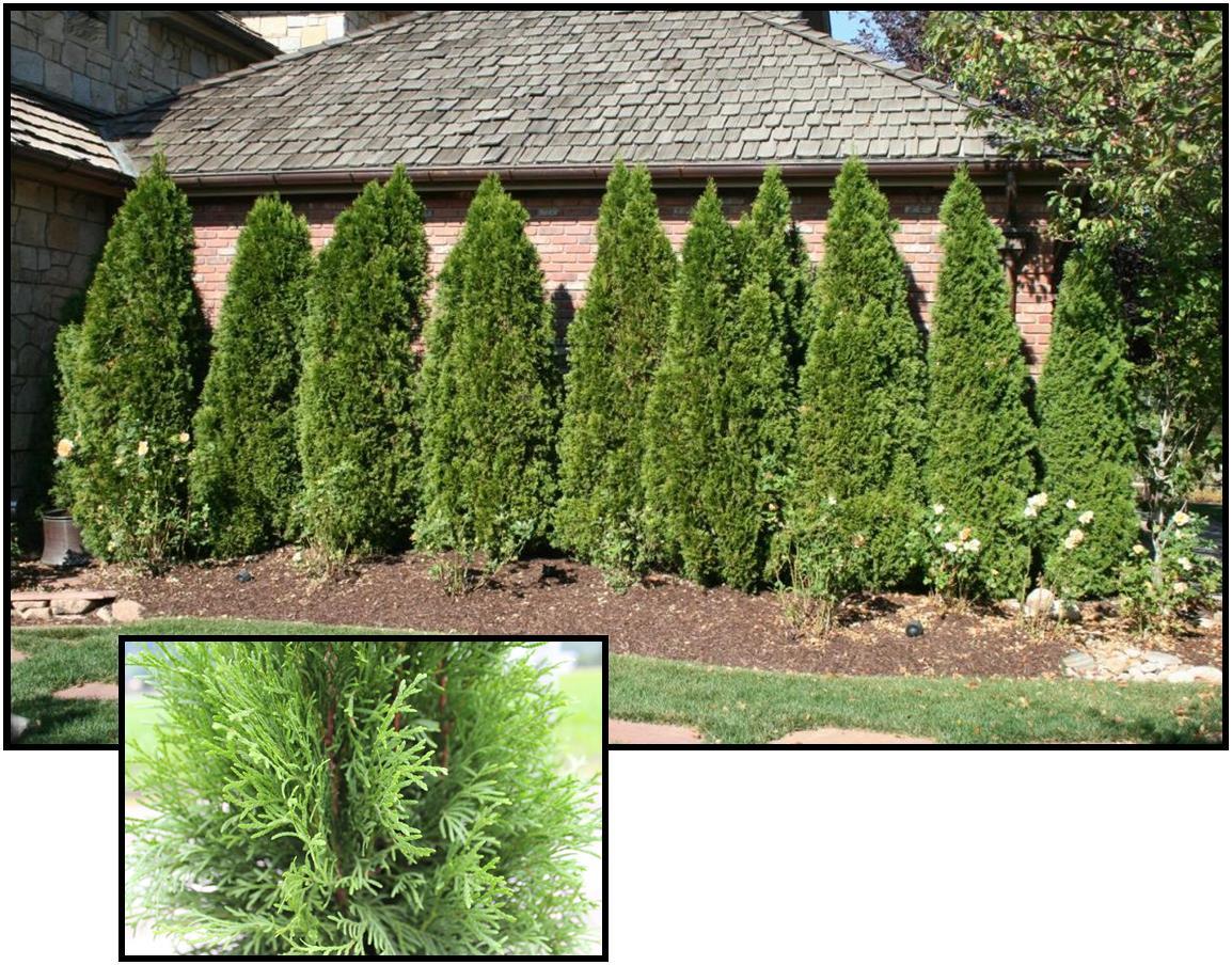 Thuja Occidentalis 'emerald Green' - View 37 from www redcrocus com