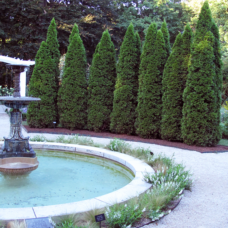 Thuja Occidentalis 'emerald Green' - View 39 from www redcrocus com