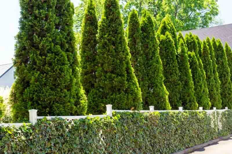 Thuja Occidentalis 'emerald Green' - View 3 from www redcrocus com