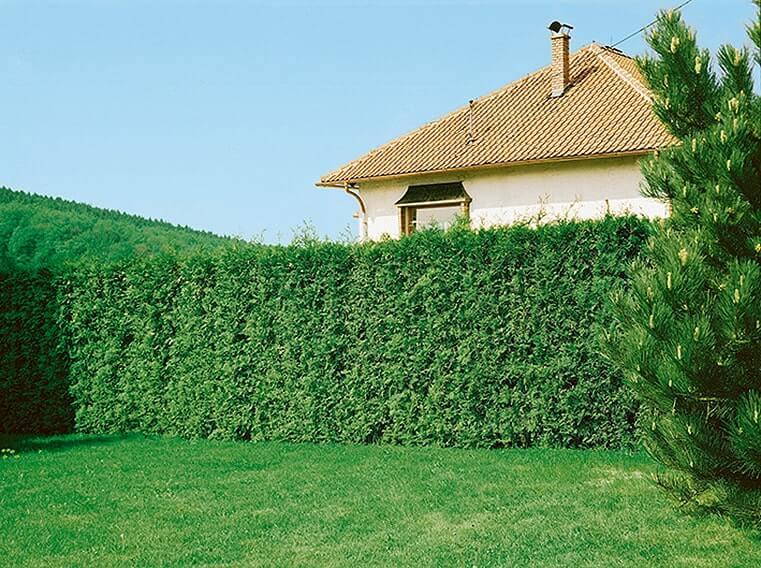 Thuja Occidentalis 'emerald Green' - View 40 from www redcrocus com