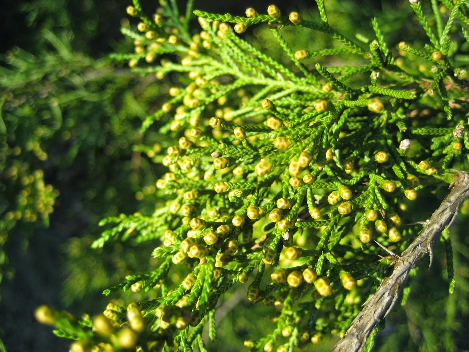 Juniperus Virginiana - View 18 from www redcrocus com