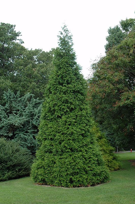 Thuja Plicata Green Giant - View 10 from www redcrocus com