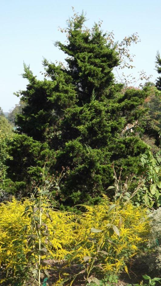 Juniperus Virginiana Emerald Sentinel - View 12 from www redcrocus com
