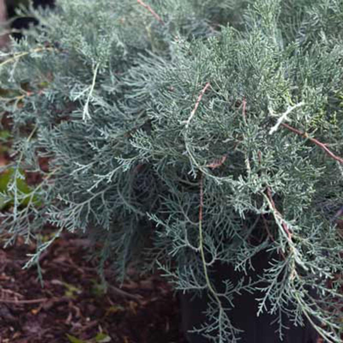 Juniperus Virginiana Emerald Sentinel - View 7 from www redcrocus com
