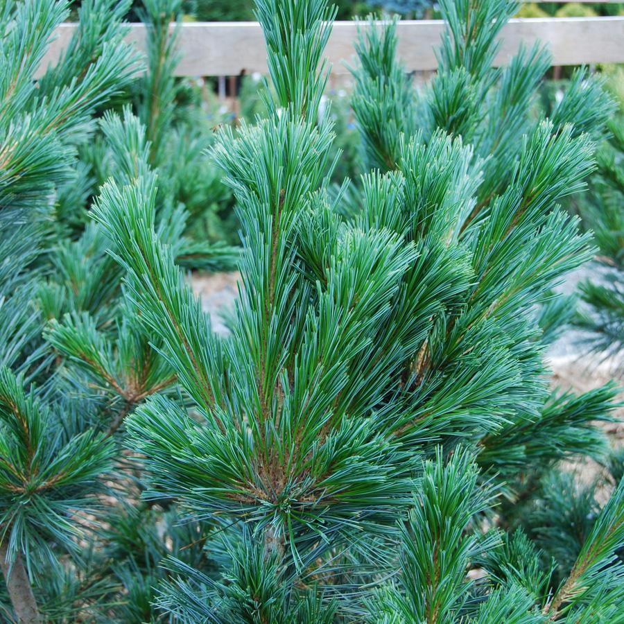 Pinus Flexilis Vanderwolf S Pyramid - View 10 from www redcrocus com