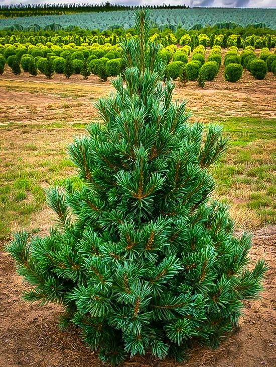 Pinus Flexilis Vanderwolf S Pyramid - View 13 from www redcrocus com
