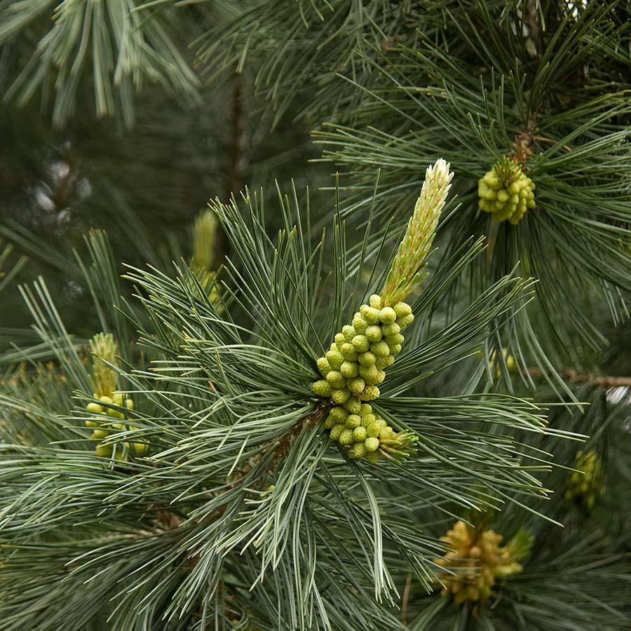 Pinus Flexilis Vanderwolf S Pyramid - View 14 from www redcrocus com