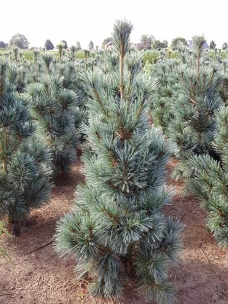 Pinus Flexilis Vanderwolf S Pyramid - View 15 from www redcrocus com