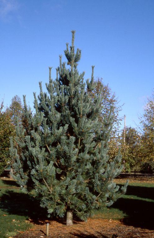 Pinus Flexilis Vanderwolf S Pyramid - View 16 from www redcrocus com
