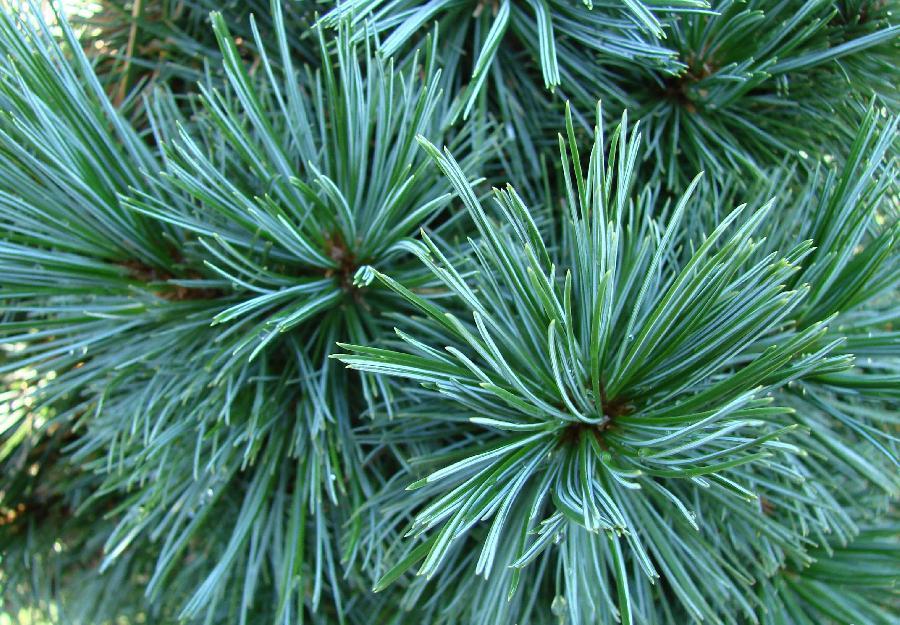 Pinus Flexilis Vanderwolf S Pyramid - View 17 from www redcrocus com