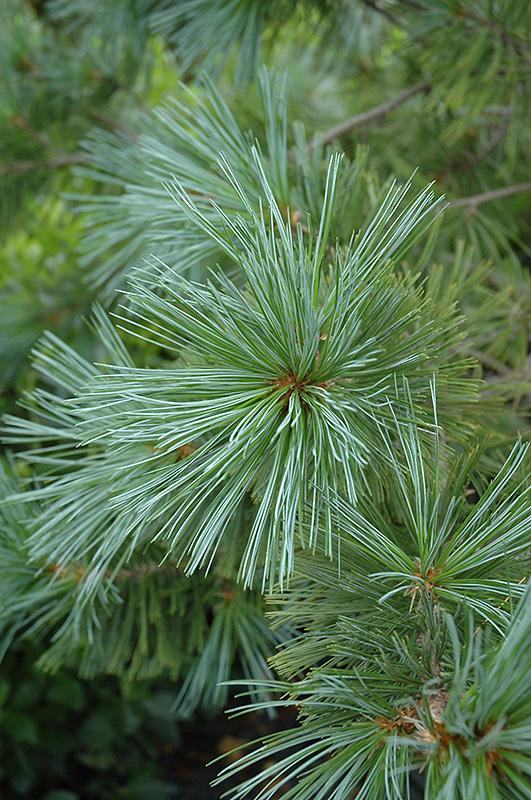 Pinus Flexilis Vanderwolf S Pyramid - View 18 from www redcrocus com