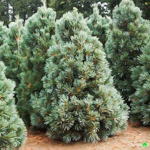 Pinus Flexilis Vanderwolf S Pyramid - View 19 from www redcrocus com