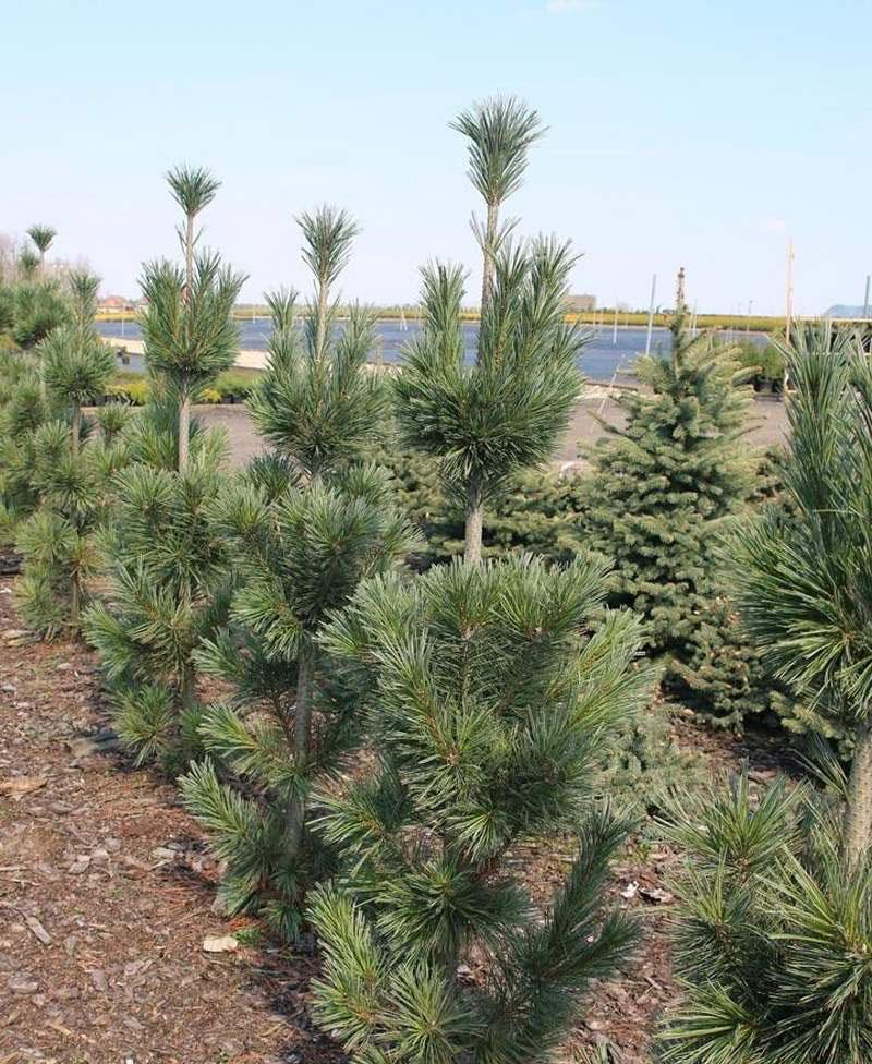 Pinus Flexilis Vanderwolf S Pyramid - View 20 from www redcrocus com