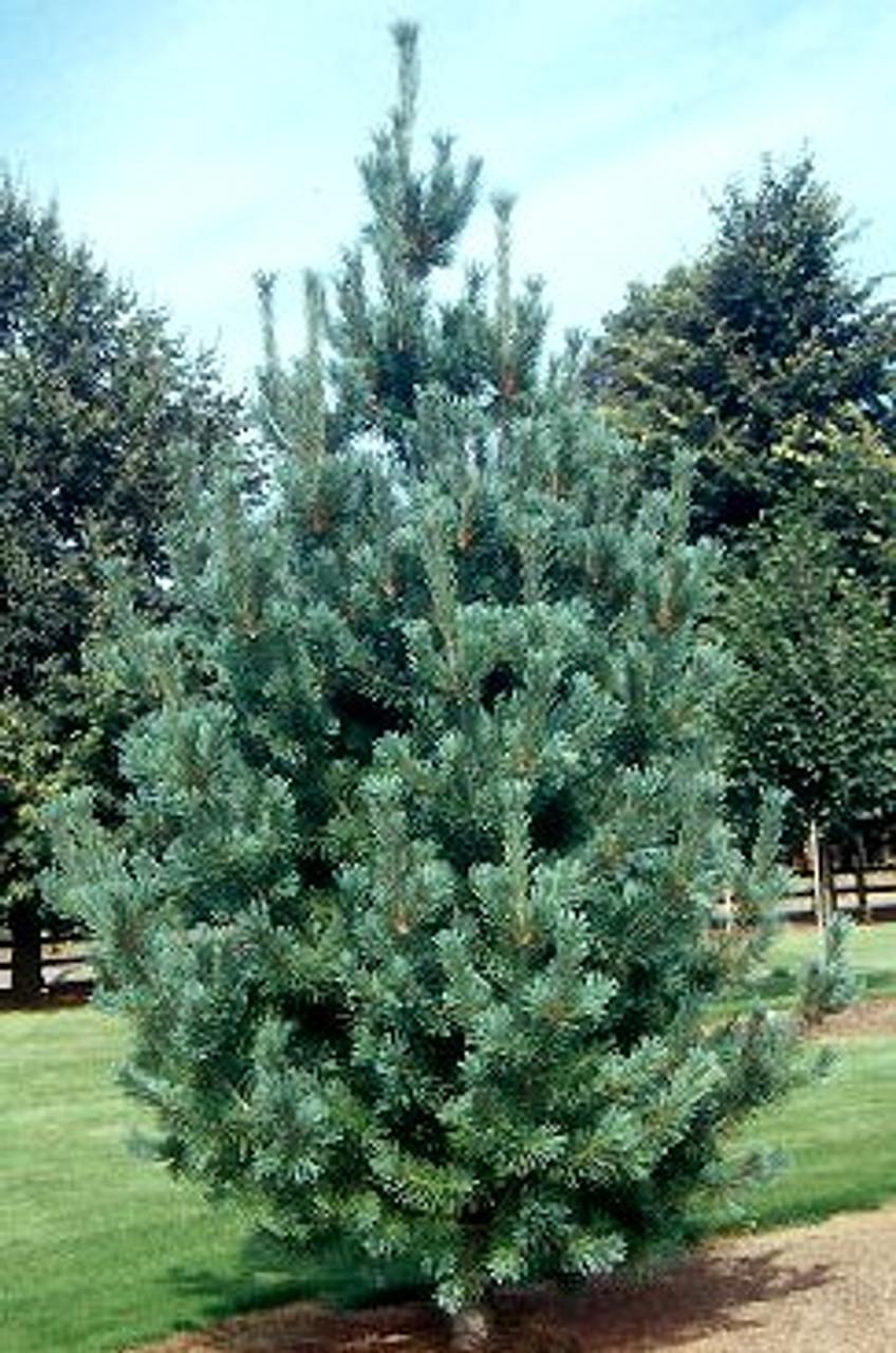 Pinus Flexilis Vanderwolf S Pyramid - View 2 from www redcrocus com