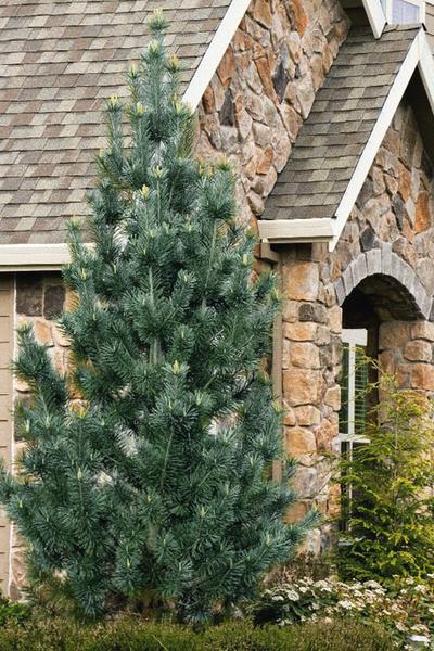 Pinus Flexilis Vanderwolf S Pyramid - View 3 from www redcrocus com