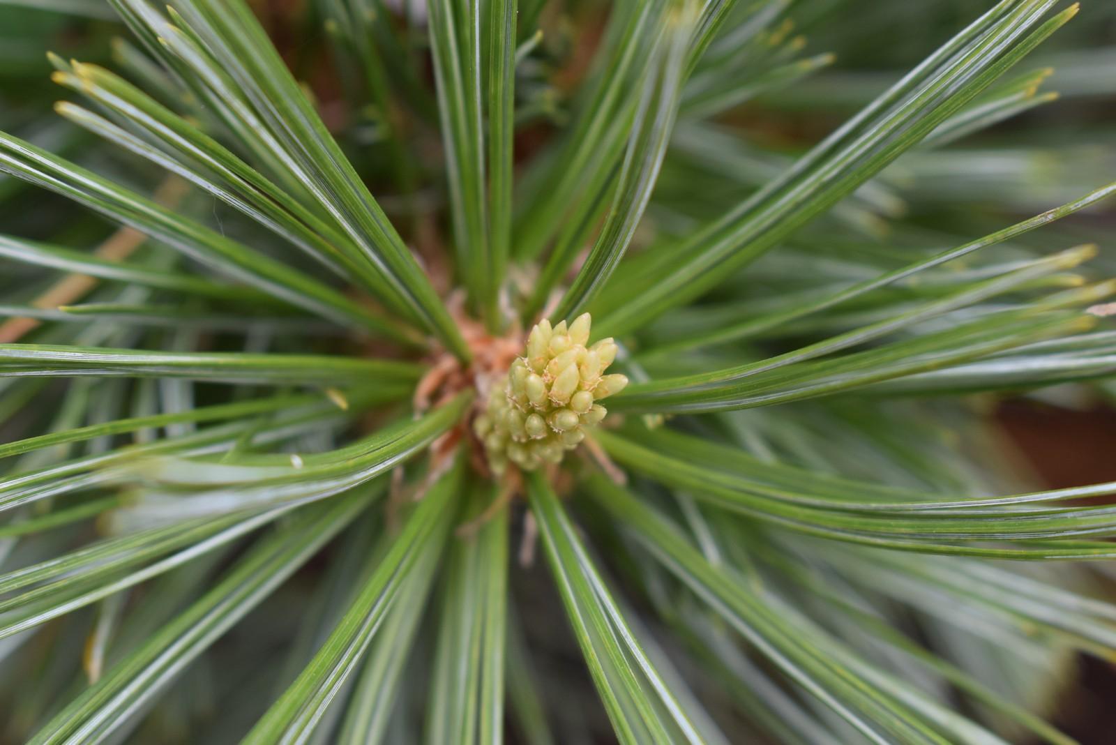 Pinus Flexilis Vanderwolf S Pyramid - View 5 from www redcrocus com
