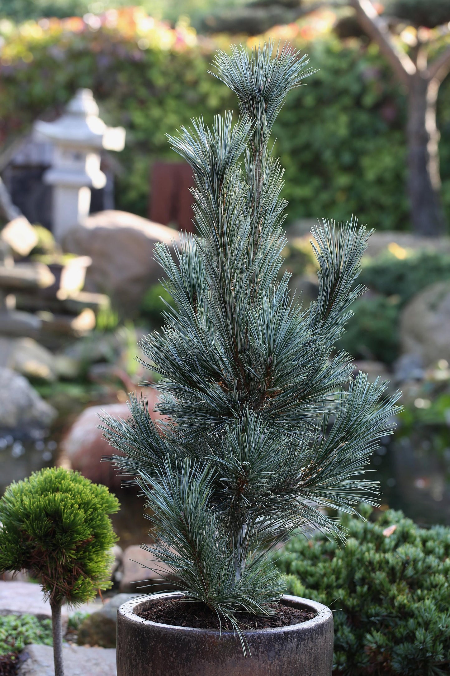 Pinus Flexilis Vanderwolf S Pyramid - View 6 from www redcrocus com